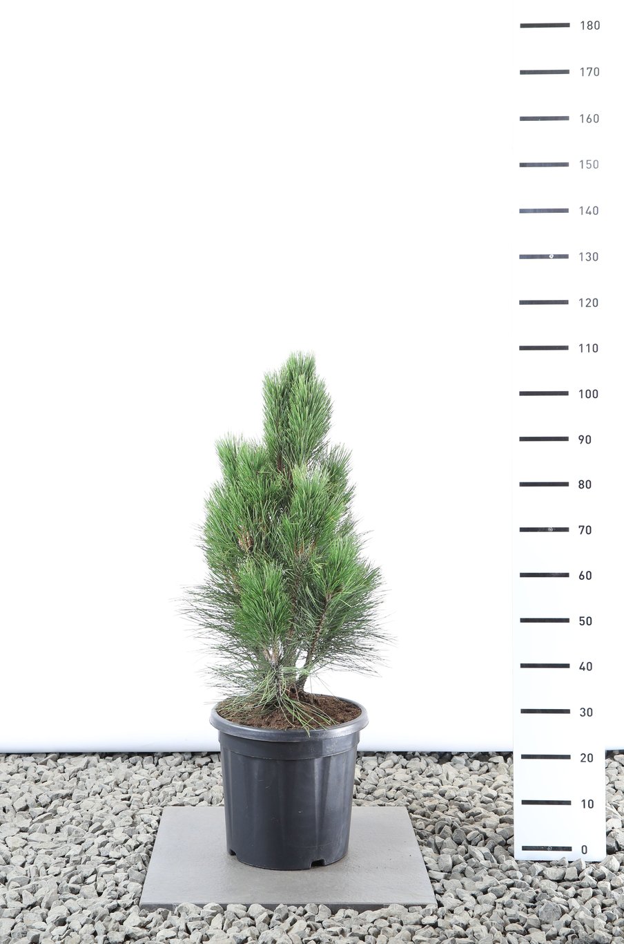 Pinus nigra 'Pyramidalis' - C20 60-80 CM